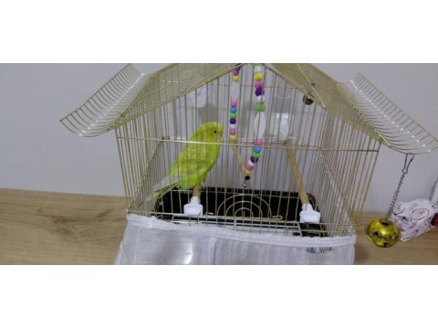 Dişi mubabbet kuşumu