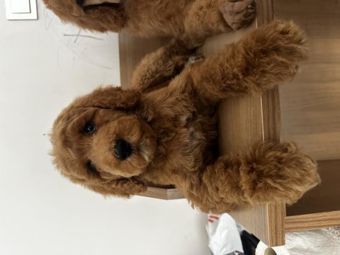 Dev poodle yavruları (standart poodle)