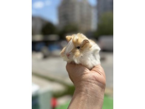 Güzel renkleri ile yavrularımız hazır