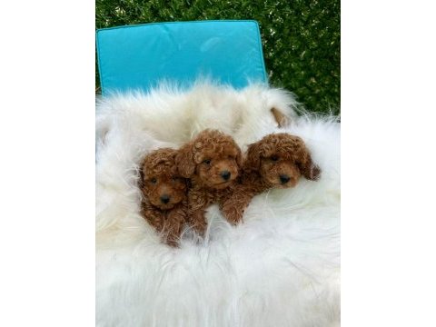 Toy poodle yavrular
