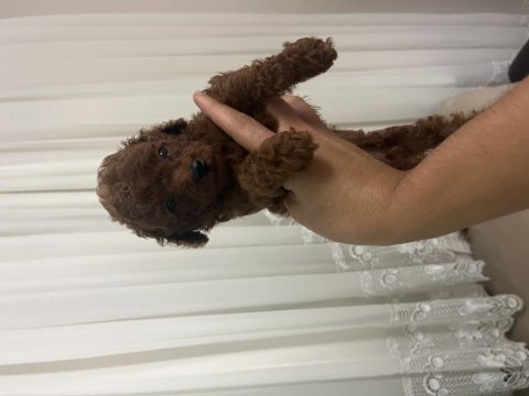 Teslime hazır poodle yavrular