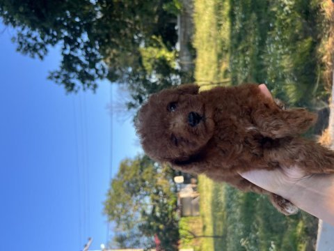Orjinal minyatür toy poodle yavrular 
