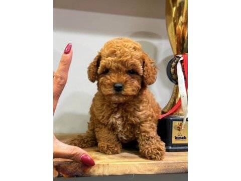 Red dişi teacup toy poodle