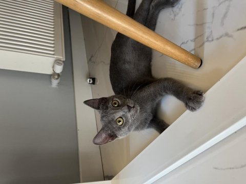 5 aylık gri british shorthair