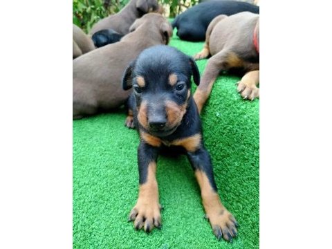 Estetikli doberman yavrular