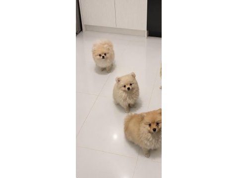 4 aylık yavru pomeranianlar acil sahiplendirilecektir