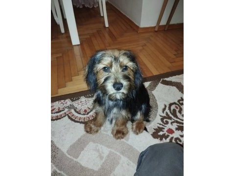 5 aylık terrier iç dış parazit yaptı