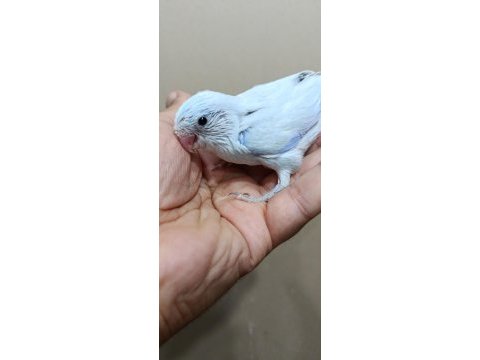 Pastel turkuaz erkek cep papağanı