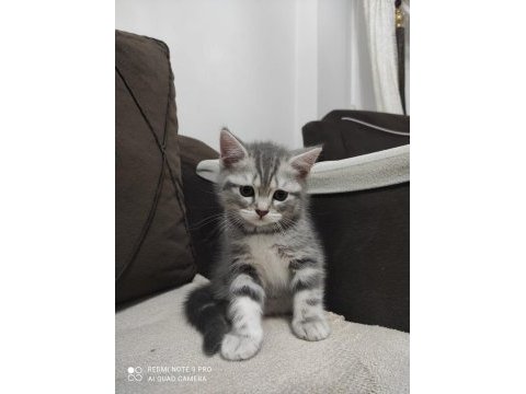Yavrularım yeni yuvalarını arıyor british shorthair
