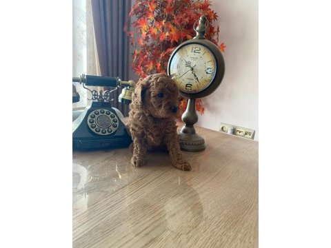 Ev ortamından red brown tam toy poodle bebekler