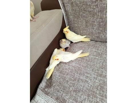 4 adet yavru sultan papağanı