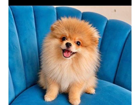 Erkek pomeranian tuvalet eğitimli