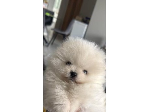 Pomeranian boo teddy