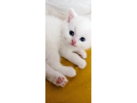 Kızımın yavruları
