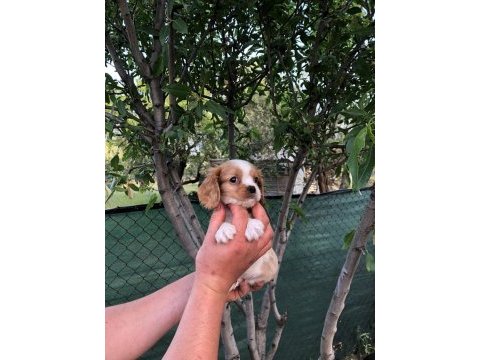 A plus kalite cavalier king charles bebekler