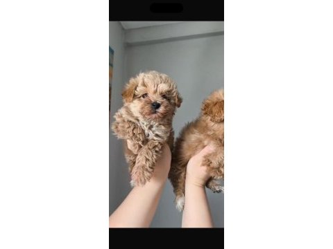 Kilo garantili ırkının en iyileri maltipoo