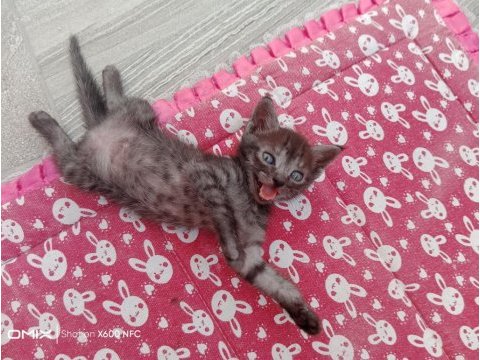 Scottish fold kedisi yavruları