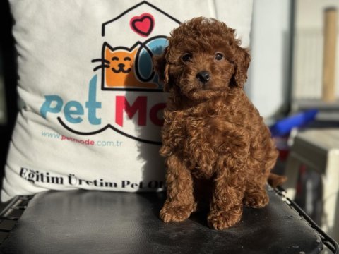 Pemode köpek çiftliğinden kore toy poodle yavrular