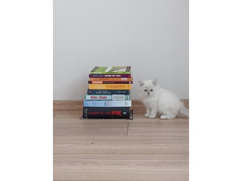 2 aylık safkan british longhair
