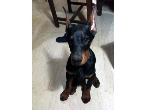 Heybetli estetikli doberman sağlık ve ırk garantili doberman