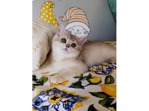 Blue golden dişi yavru british shorthair