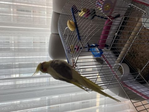Tatlı mı tatlı sultan papağanı