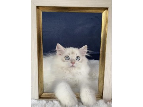 Saf kan british longhair