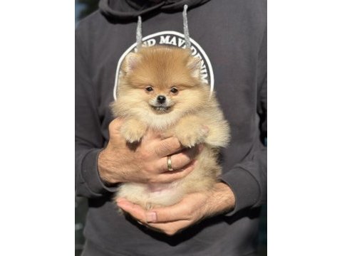 İthal pomeranian bebekler