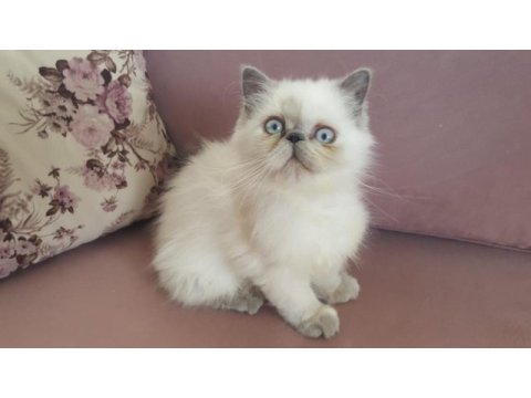 Egzotik iran kedisi kızım