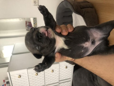 Safkan french bulldog