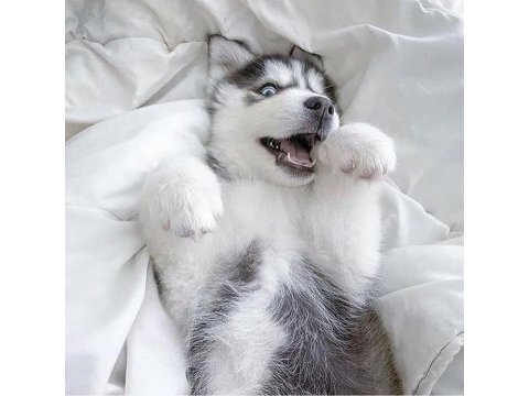 Show clas sibirya kurdu husky yavrular 2 erkek dişi