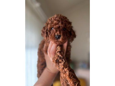 Sağlık ve ırk garantili toy poodle bebekler