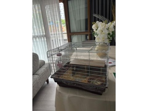 Yavru safkan coronet guinea pig kafesi yemi her şeyi mevcut