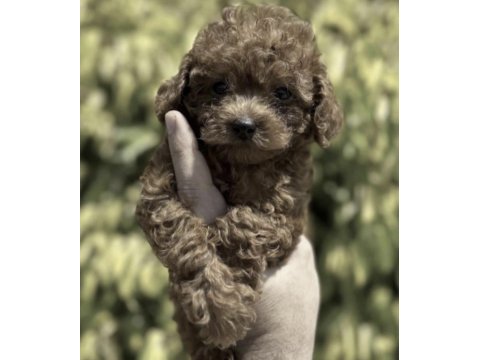 Toy poodle köpeğimiz