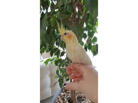 1 aylık sultan papağanı yavrular
