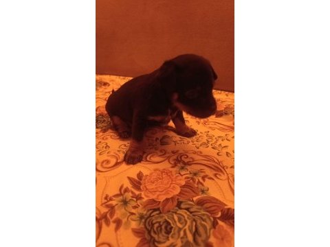 Minyatür pinscher yavruları dişi erkek