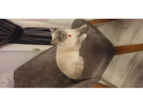 Yetişkin british shorthair
