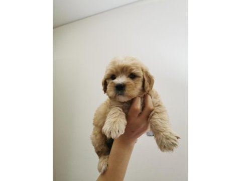 Maltipoo adrese teslim, kapıda ödeme yapabilirsiniz