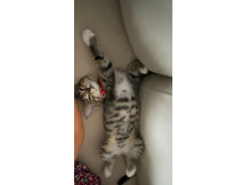 Çok evcil tekir