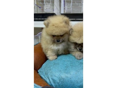 Safkan ırk garantili pomeranian boo
