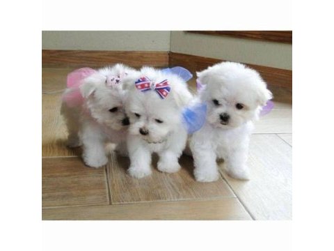 Maltese terrier akıllı uyumlu ve oyuncu xs yavrular