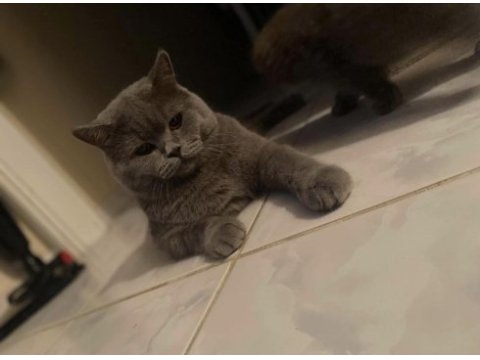 Ömürlük yuva british shorthair kedimize