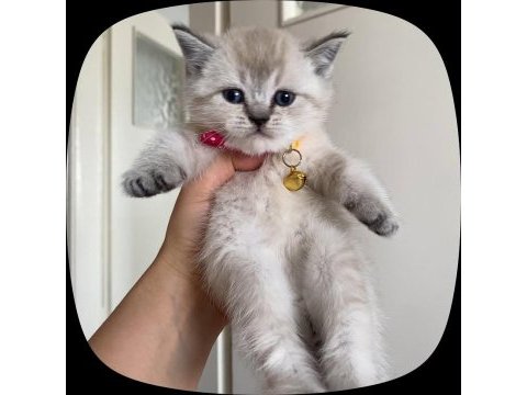 Boncuk british shorthair kardeşler