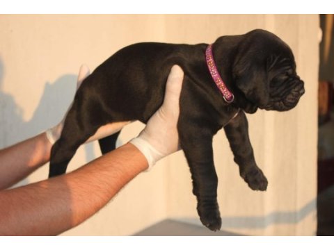 A scr kıf-fcı kayıtlı cane corso yavrular