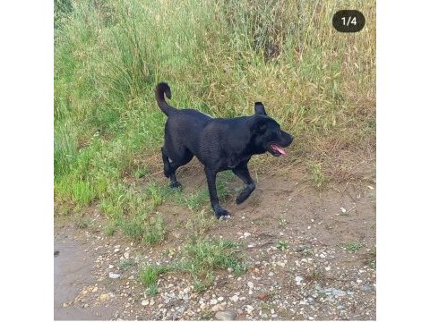 2 yaşında ücretsiz köpeğimiz