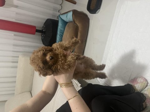 Acil poodle köpeğimiz