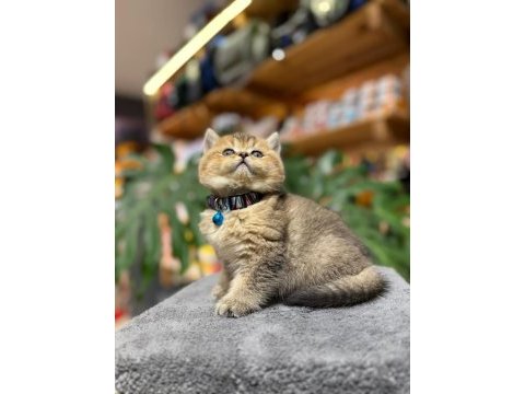 Ny25 golden black ırk garantili british shorthair