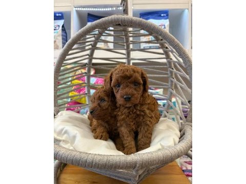 Dişi kore poodle