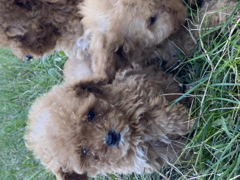 Orjinal maltipoo bebekler