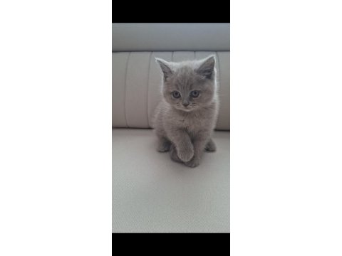 Orjinal safkan brıtısh shorthaır lılac yavru